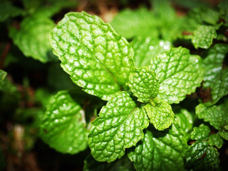 15 Incredible Health Benefits of Mint For Your Mind and Body