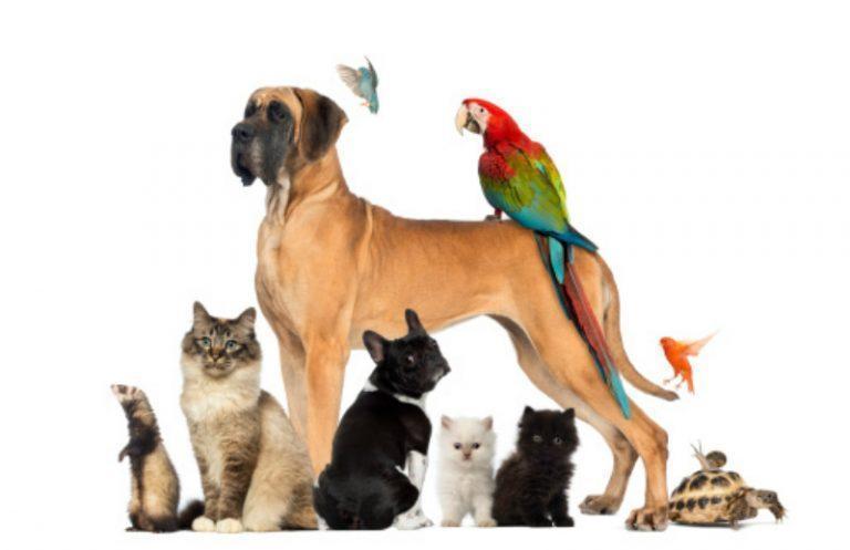 10 Sites That Pay You to Write about Pets