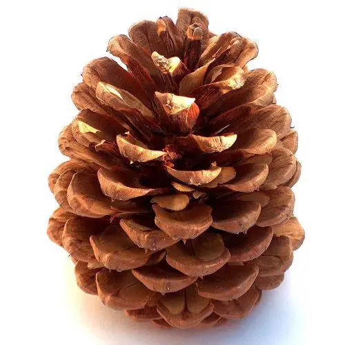 How to Make Cinnamon Pine Cones That Will Give Your Home That FeelGood